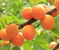 Dehner Obstbäume|Aprikosen- & Pfirsichbäume > Aprikose, einjährige Veredelung