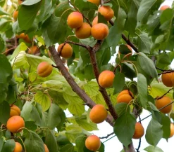 Dehner Obstbäume|Aprikosen- & Pfirsichbäume > Aprikose 'Hargrand'
