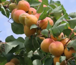 Dehner Obstbäume|Aprikosen- & Pfirsichbäume > Aprikose 'Klosterneuburger'