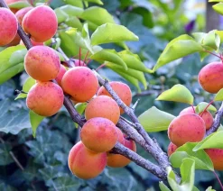 Dehner Obstbäume|Aprikosen- & Pfirsichbäume > Aprikose 'Kuresia'