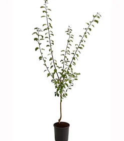 Dehner Aprikosen-Mirabelle 'Aprimira' Gelb