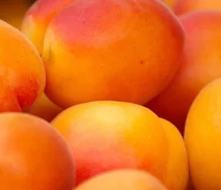 Dehner Aprikose 'Ungarische Beste' Apricot Outlet