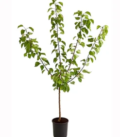 Dehner Aprikose 'Ungarische Beste' Apricot Outlet