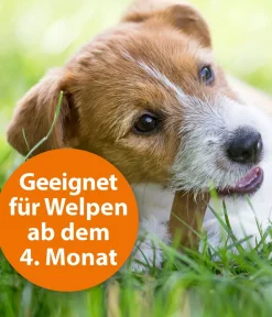 ARDAP® Ungezieferschutz|Hundepflege & Hygiene - Zecken- und Flohschutz Spot-On für kleine Hunde, 3 x 1 ml