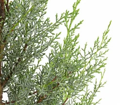 Dehner Winterharte Kübelpflanzen|Formgehölze > Arizona-Säulen-Zypresse 'Glauca'