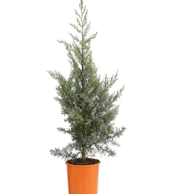 Dehner Winterharte Kübelpflanzen|Formgehölze > Arizona-Säulen-Zypresse 'Glauca'