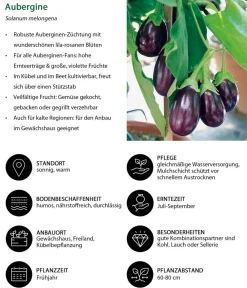 Dehner Aubergine Lila Best