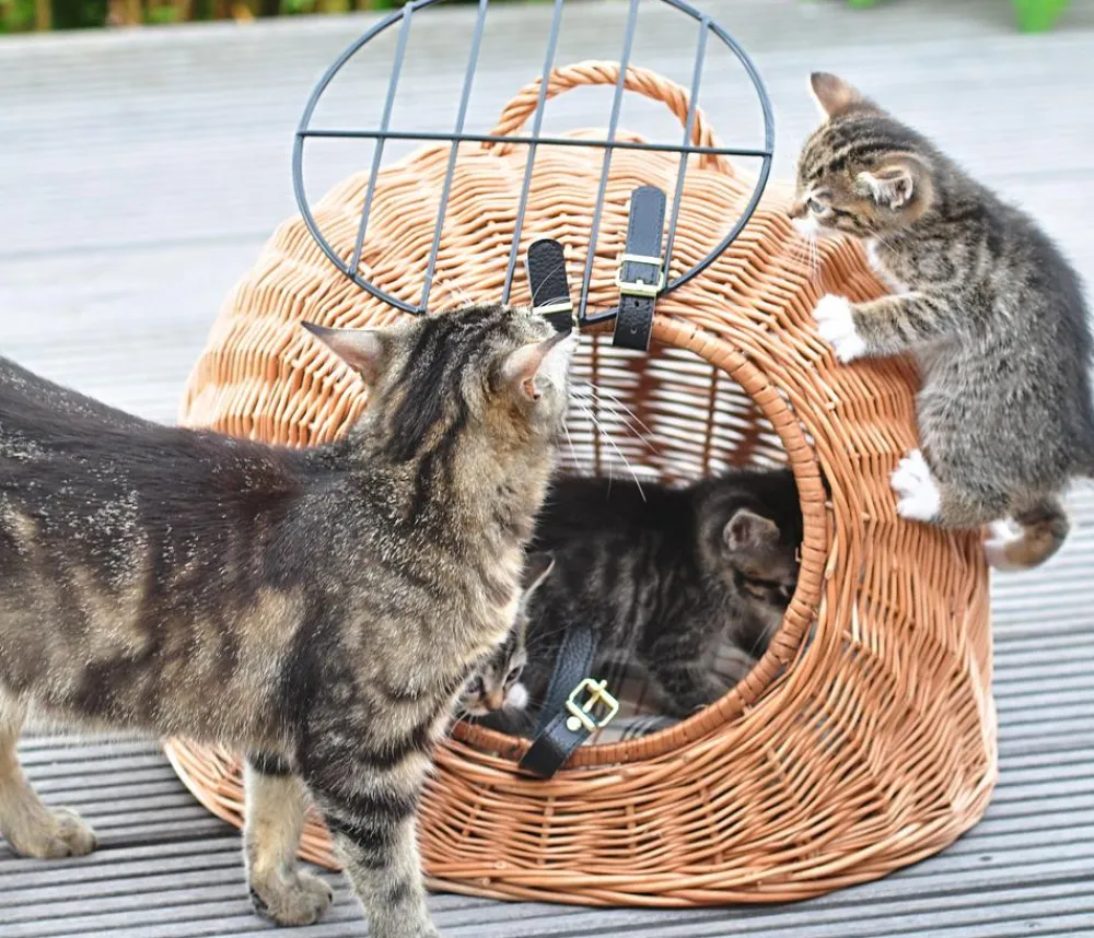 Aumüller Korbwaren Mehr Katzenzubehör|Hundetransportboxen - Aumüller Korbhöhle mit Gitter Hellbraun