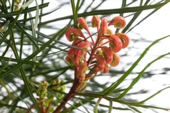 Dehner Terrassenpflanzen > Australische Silbereiche 'Johnson's'