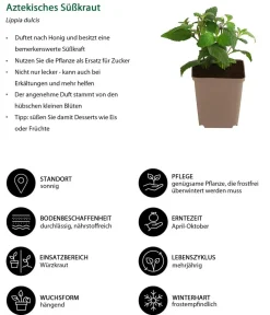 Dehner Garten- & Heilkräuter|Küchenkräuter > Aztekisches Süßkraut