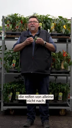 Dehner Peperoni- & Paprikapflanzen > Balkonpaprika