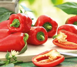 Dehner Peperoni- & Paprikapflanzen > Balkonpaprika