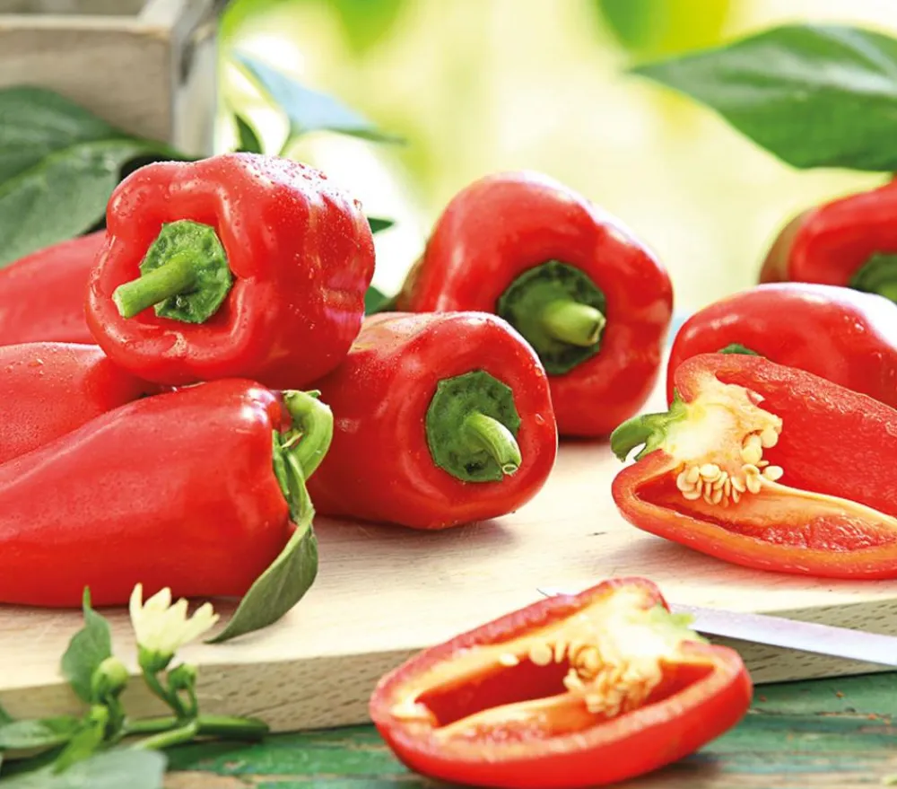 Dehner Peperoni- & Paprikapflanzen > Balkonpaprika
