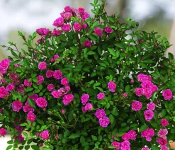 Dehner Rosen > Balkonrose 'Lilly Rose®'