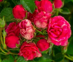Dehner Rosen > Balkonrose 'Lilly Rose®'
