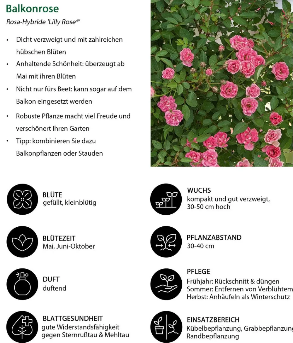 Dehner Rosen - Balkonrose 'Lilly Rose®' Rosa
