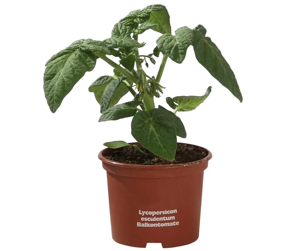Dehner Balkontomate Rot Best