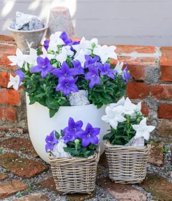 Dehner Terrassenpflanzen|Sommerblumen - Ballonblume Blau