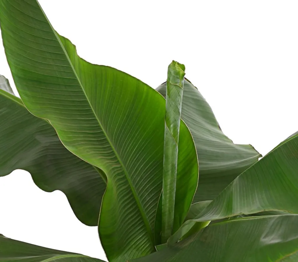 Dehner Terrassenpflanzen|Grünpflanzen > Banane