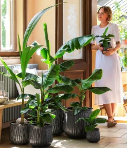 Dehner Banane Discount