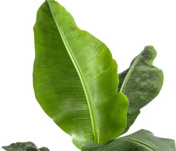 Dehner Banane 'Dwarf Cavendish' New