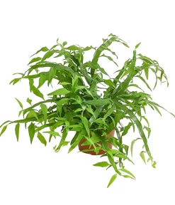 Dehner Bandbusch - Homalocladium Grün Sale