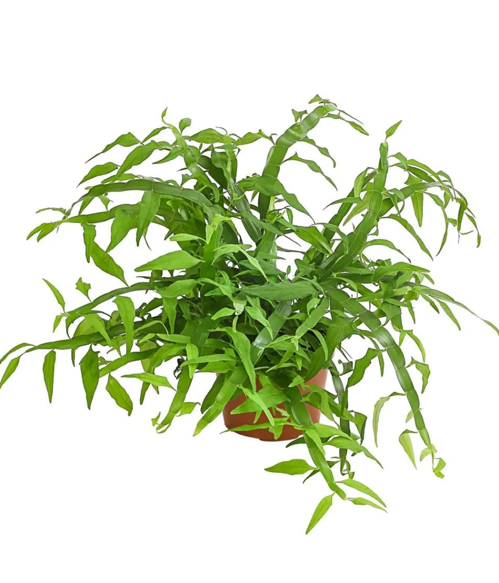 Dehner Bandbusch - Homalocladium Grün Sale