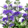 Blühende Sträucher > Bartblume 'Kew Blue'