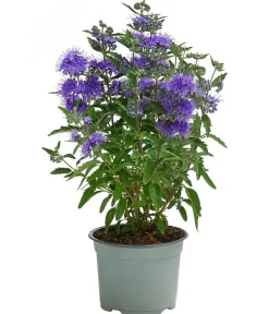 Blühende Sträucher > Bartblume 'Kew Blue'