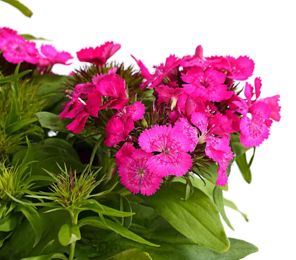 Dehner Bart-Nelke, verschiedene Farben, 6er-Schale Clearance