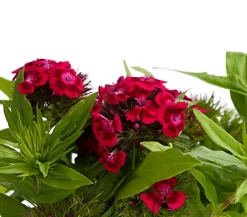 Dehner Bart-Nelke, verschiedene Farben, 6er-Schale Clearance