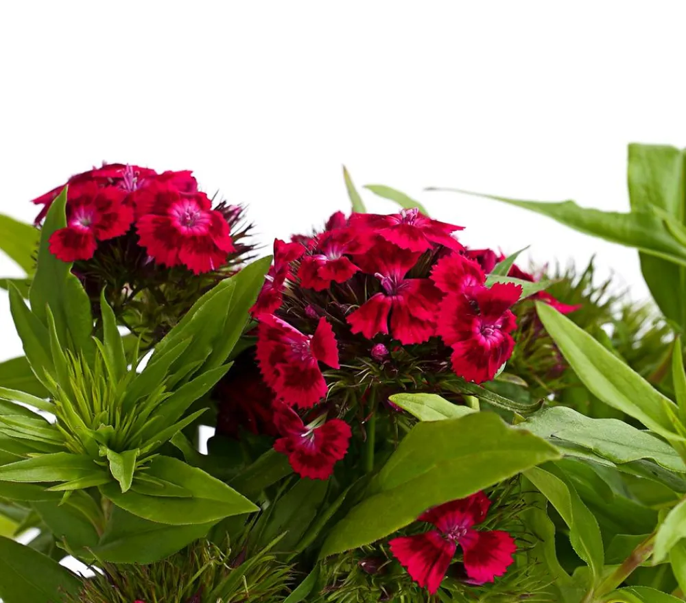 Dehner Bart-Nelke, verschiedene Farben, 6er-Schale Clearance