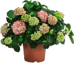 Dehner Hortensien|Blühende Sträucher > Bauern-Hortensie, ca. 45-55 cm