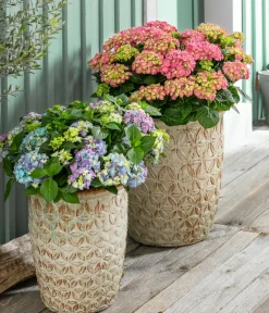 Dehner Laubgehölze|Hortensien > Bauern-Hortensie, ca. 50-60 cm