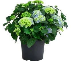 Dehner Bauern-Hortensie, ca. 45-55 cm Blau Clearance