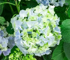 Dehner Bauern-Hortensie, ca. 45-55 cm Blau Clearance