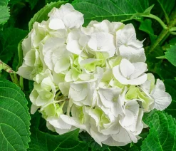 Dehner Bauern-Hortensie, ca. 45-55 cm Weiß Outlet