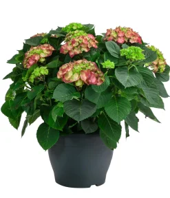 Dehner Bauern-Hortensie, ca. 50-60 cm Rot