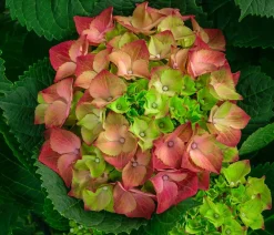 Dehner Bauern-Hortensie, ca. 50-60 cm Rot