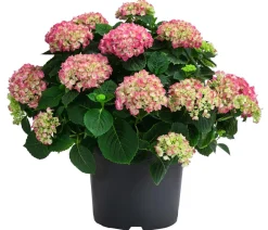 Dehner Hortensien|Blühende Sträucher - Bauern-Hortensie, ca. 45-55 cm Rot