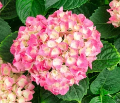 Dehner Hortensien|Blühende Sträucher - Bauern-Hortensie, ca. 45-55 cm Rot