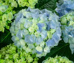 Dehner Laubgehölze|Hortensien - Bauern-Hortensie, ca. 50-60 cm Blau