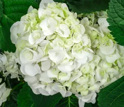 Dehner Laubgehölze|Hortensien - Bauern-Hortensie, ca. 50-60 cm Weiß