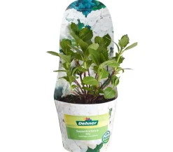 Dehner Winterharte Kübelpflanzen|Terrassenpflanzen > Bauern-Hortensie, ca. 15-25 cm