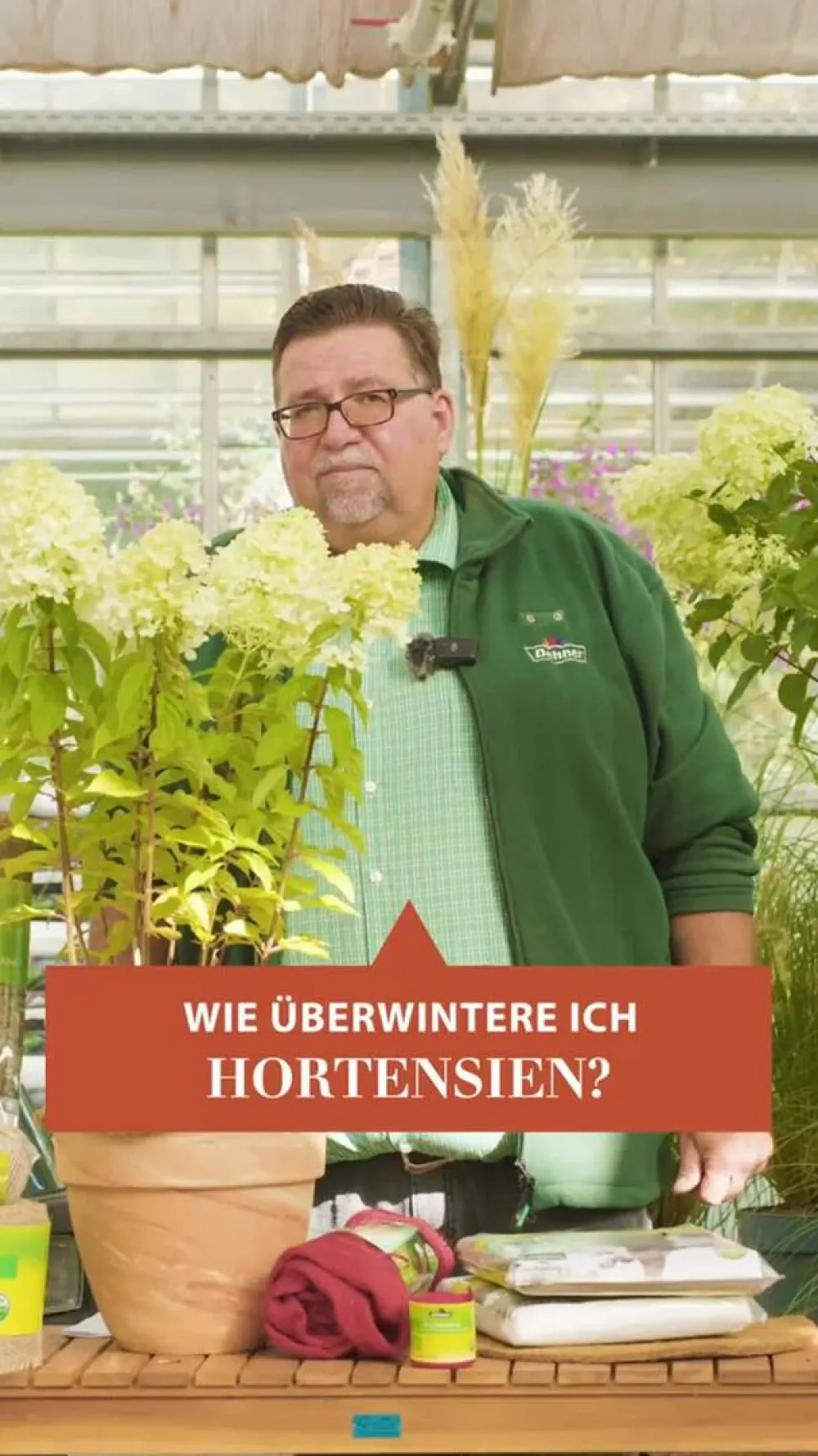 Dehner Bauern-Hortensie, ca. 40-50 cm Rot Hot