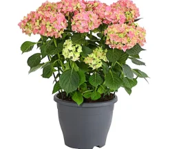 Dehner Bauern-Hortensie, ca. 40-50 cm Rot Hot