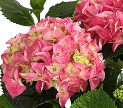 Dehner Winterharte Kübelpflanzen|Terrassenpflanzen - Bauern-Hortensie, ca. 30-40 cm Rosa