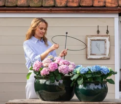 Dehner Winterharte Kübelpflanzen|Terrassenpflanzen - Bauern-Hortensie, ca. 30-40 cm Rosa