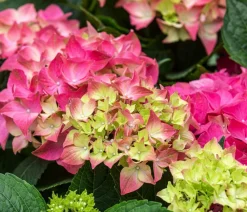 Dehner Winterharte Kübelpflanzen|Terrassenpflanzen - Bauern-Hortensie, ca. 30-40 cm Rosa