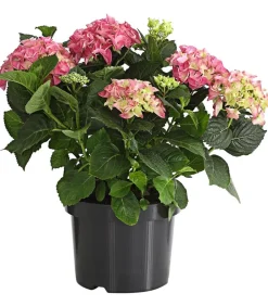 Dehner Winterharte Kübelpflanzen|Terrassenpflanzen - Bauern-Hortensie, ca. 30-40 cm Rosa